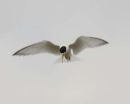 LITTLE TERN